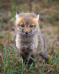 Red Fox kit