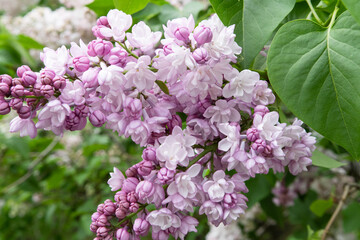 beautiful terry violet lilac flowers blooming in garden. close up . spring season