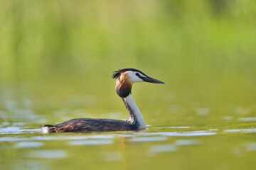 Great crested grebe is swimming in the water (Podiceps cristatus) water fowl in the nature habitat. Wildlife scene from nature. 