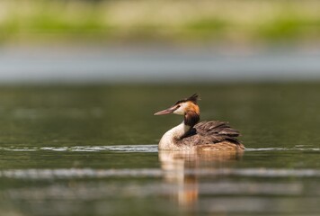Great crested grebe is swimming in the water (Podiceps cristatus) water fowl in the nature habitat. Wildlife scene from nature. 