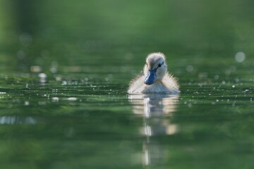 A cute baby mallard swims in the water. Anas platyrhynchos. 