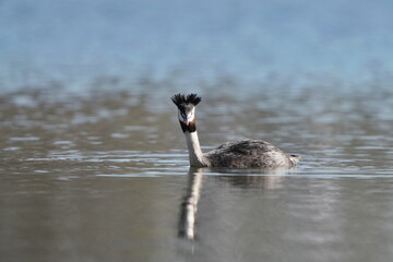 Great crested grebe is swimming in the water (Podiceps cristatus) water fowl in the nature habitat. Wildlife scene from nature. 