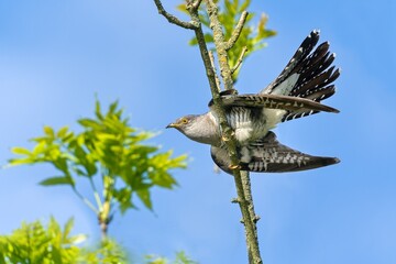 A Common cuckoo (Cuculus canorus) cuckoo sits on the branch. Wild bird in a natural habitat. Wildlife Photography. European cuckoo.