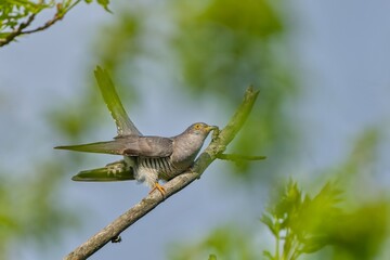 A Common cuckoo (Cuculus canorus) cuckoo sits on the branch. Wild bird in a natural habitat. Wildlife Photography. European cuckoo.