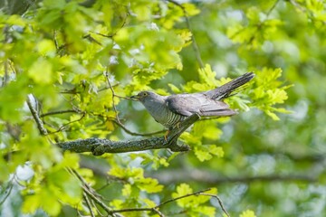 A Common cuckoo (Cuculus canorus) cuckoo sits on the branch. Wild bird in a natural habitat. Wildlife Photography. European cuckoo.