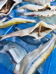 smelt Dried fish displayed on a blue net in a coastal market showcasing traditional preservation methods