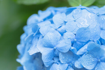 Obraz premium 6月の花 雨の日のの紫陽花の花79