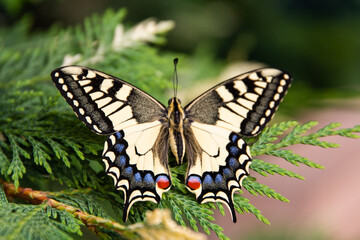 Borboleta na natureza