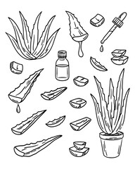 Sketch of aloe plant. Set of ingredients for traditional medicine, treatment, body care, cooking or gardening. Aloe Succulent cactus. Vector illustration