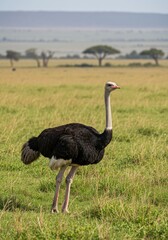 An ostrich strides confidently across the open plains, its towering frame and swift legs making it a striking symbol of speed and survival in the wild.