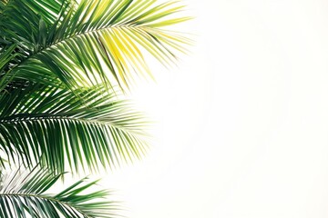 Obraz premium Palm tree frame background tropical nature.