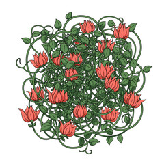 Dense pink rose vine with many curling stems