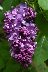 beautiful terry deep violet  lilac flowers blooming in garden.close up . spring season