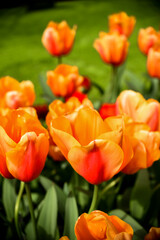 Moody close-up of colorful tulips in bloom with soft background 