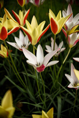 Moody close-up of colorful tulips in bloom with soft background 