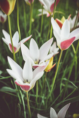 Moody close-up of colorful tulips in bloom with soft background 