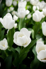 Moody close-up of colorful tulips in bloom with soft background 