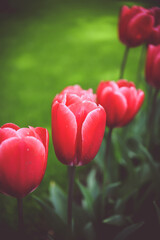 Moody close-up of colorful tulips in bloom with soft background 