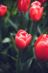 Moody close-up of colorful tulips in bloom with soft background 