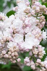 beautiful terry soft white-pink  lilac flowers blooming in garden.close up . spring season