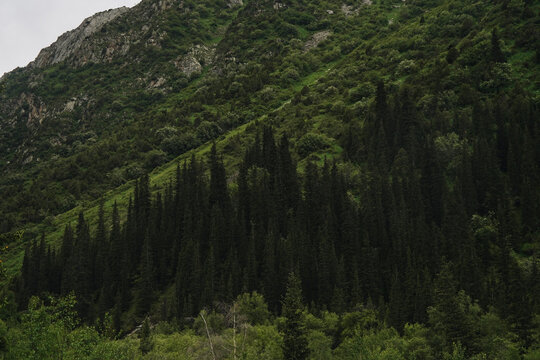 Dense conifer forest on mountain slope in Kyrgyzstan