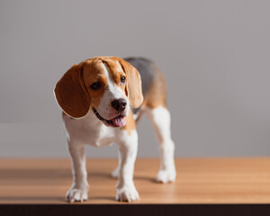 Adorable Beagle Dog Standing on Wooden Surface Indoors