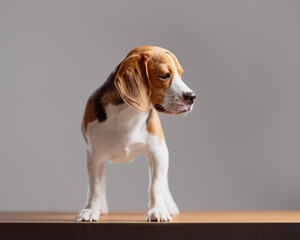 Adorable Beagle Puppy Standing Tall