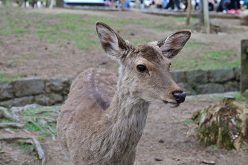 人懐こい鹿　奈良公園
