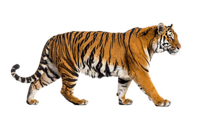 A tiger mid-walk with slight side profile, detailed fur texture, isolated on transparent background, natural pose, wildlife photography style.