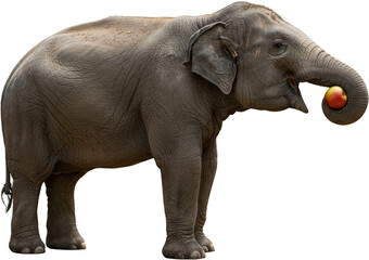 Obraz premium Elephant biting an apple