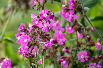 Rote Lichtnelke / Blume / Wiesenblüher