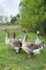 Geese walking on green grass near trees in serene landscape during cloudy day