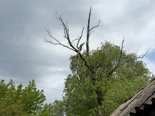 Dry branches of old tree near wires from electric pole, cloudy sky on background