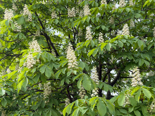 Blooming chestnut tree displaying white flower clusters in park