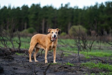 Brown dog in a recovering forest