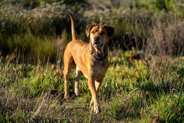 Brown dog in a grassy field