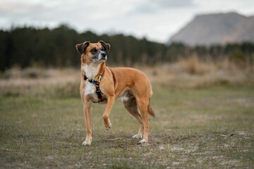 Alert dog in the field with a mountain background