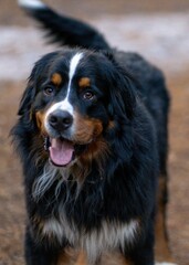 Joyful Bernese Mountain dog outdoors