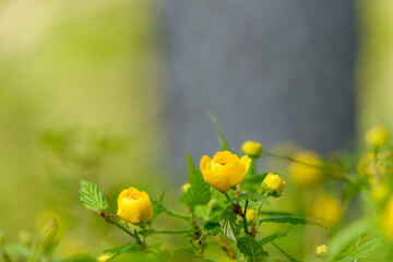 山吹の黄色い花が咲く春の庭