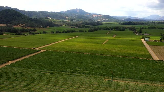 Drone pans over orderly vineyard rows near foothills with scenic Napa backdrop