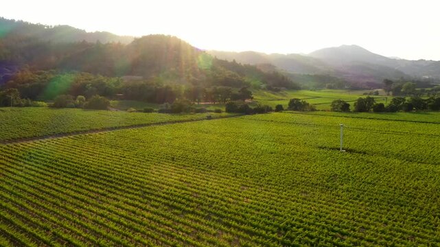 Sunset light casting warm glow across Napa Valley vineyards and hills, aerial natural backdrop background