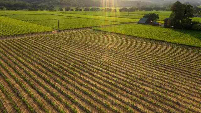 Overhead aerial of tight vineyard rows in neat symmetrical farming pattern, with sunflare
