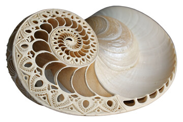 Intricate Carved Nautilus Shell Spiral, Beige