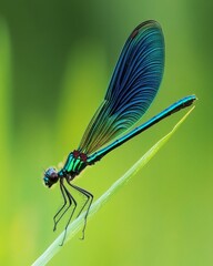 A stunning dragonfly rests gracefully on a green blade of grass. Its vibrant wings shimmer in the light. Nature captures beauty in motion. Generative AI
