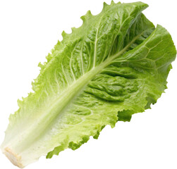 Single green leaf of fresh lettuce