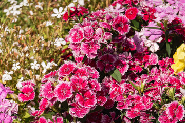 Fototapeta premium 色鮮やかなナデシコの花が咲き誇る春の花壇