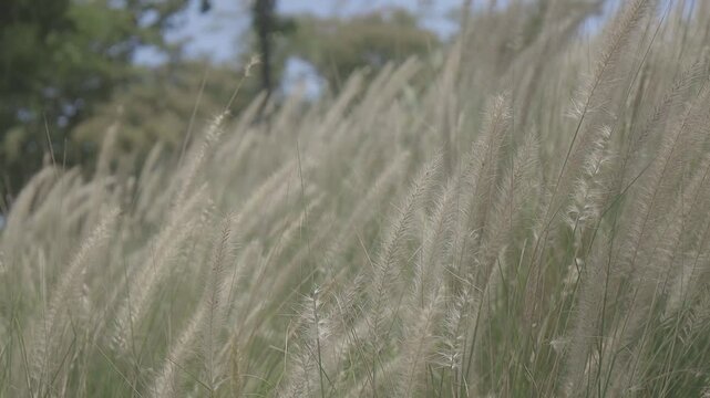 shot close up of wild cogon grass swaying gently in the breeze, canon eos R c-log color 8bits