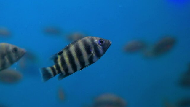 Lots of small and beautiful zebra pattern fish in an aquarium. Static shot