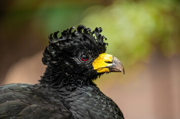 Close-Up of Crax alector’s Beak and Intense Gaze