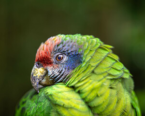 Vibrant Plumage and Piercing Gaze of Amazona brasiliensis